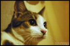 Questi sono alcuni scatti della mia gattina Maya fatti con pentax k100d e 18-55, senza flash con una luce scarsa... erano giusto di prova sui diaframmi e i tempi