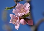 Fiore di pesco