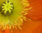colori