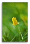 Giallo Primavera