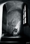 L'attendente fedele