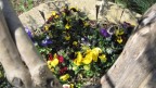fiori visti da un'olivo