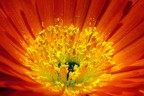 Esplode una nuova Primavera