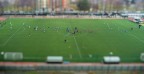 subbuteo