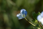 Primi petali primaverili Primi petali primaverili