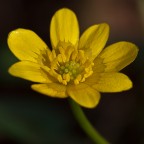 Un fiore