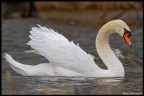 Cigno in assetto da combattimento