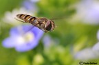Episyrphus balteatus in volo