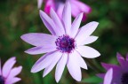 Una simpatica Violetta Croata!