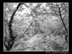 effetto IR simulato con photoshop