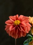 dalia