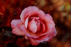Una pp in Lightroom di una foto scattata ad una rosa "venere". 
Pareri e consigli non solo ben accetti ma desiderati :)