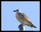 Fuji S100;ISO100;400mm;f5.3;1/400