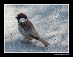 Fuji S100;ISO100;400mm;f5,3;1/210