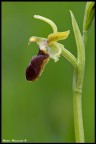 Orchidea