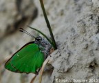 Farfalla verde =)