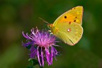 Colias
