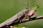 Attacco alla primavera
