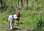 passeggiata nel bosco