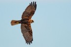 falco di palude