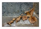 Natura morta (1)