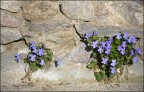 mamma e figlia...la forza della natura