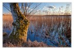 Albero di lago