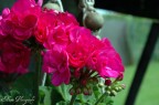 I fiori del giardino di nonna.