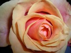 48  ROSA...rosa