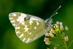 sony alpha 700
180 macro
1/125s f/13 iso 200