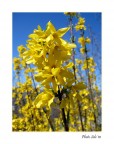 Primavera