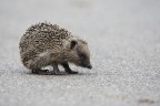 Riccio comune (Erinaceus europaeus)