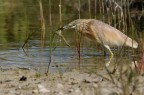 Il pasto della Sgarza