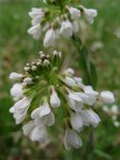 primavera