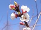 Fiore