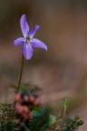 Anche se presumo molto diffusa non riesco a identificarla.
Canon5D II sigma 180 f5,6 1/250 iso200


Ciao
Aldo