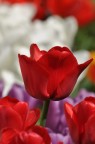 Gioia di colori