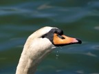 Cigno
