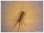 Scutigera coleoptrata,