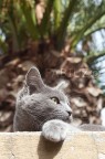 Gatto del mio vicino di casa, che, all'improvviso, ha smesso di giocare e si prestato a farsi fotografare.