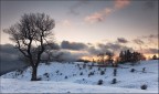 Alberi