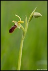 Orchidea