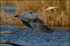 Scatto di un airone rosso (Ardea purpurea) fatto presso Valle Cavanata - Grado (GO) alcune settimane fa