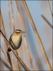 Forapaglie castagnolo - (Acrocephalus melanopogon)