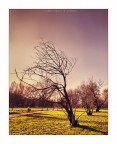 Something of Spring