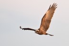 Falco di palude