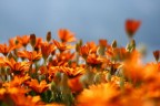 Lente macro+400D