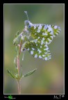 Euchloe ausonia in amore....