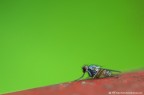 RGB