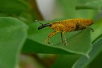 Lixus pulverulentus